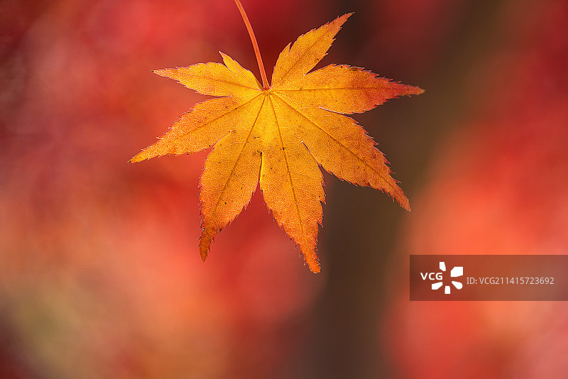 韩国枫叶特写图片素材