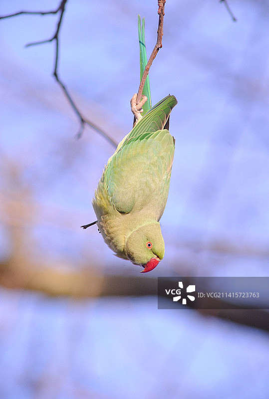 树枝上青蛙的特写图片素材
