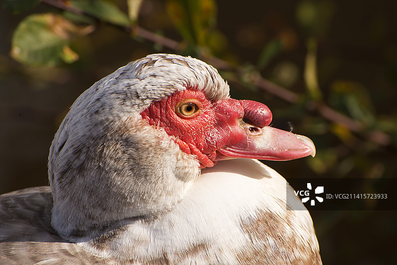 麝香鸭特写，英国奥姆斯柯克拉福德图片素材