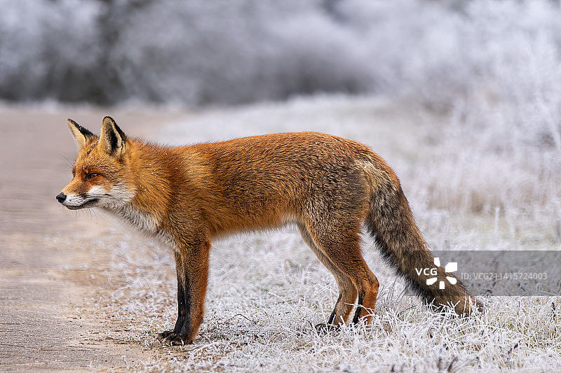荷兰阿姆斯特丹红狐站在田野侧面图片素材