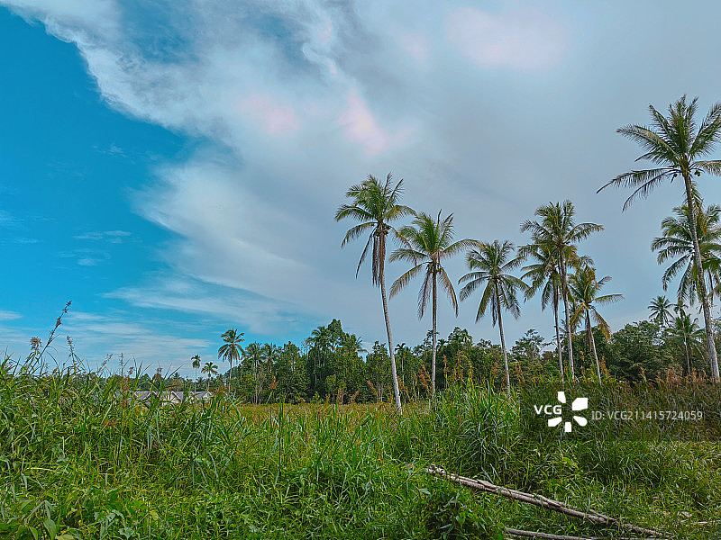 蓝天下的椰子树美景令人放松图片素材