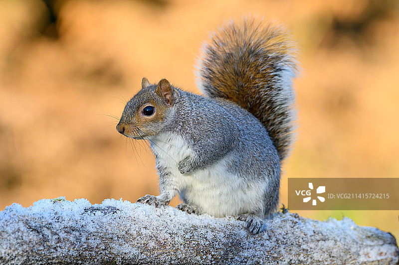 英国诺丁汉朗伊顿岩石上的灰色松鼠特写图片素材