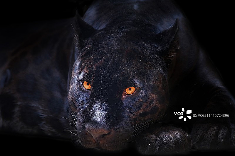 黑色背景下的黑狗特写肖像，印度尼西亚图片素材