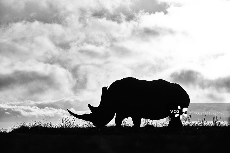 站在田野上的大象轮廓图片素材