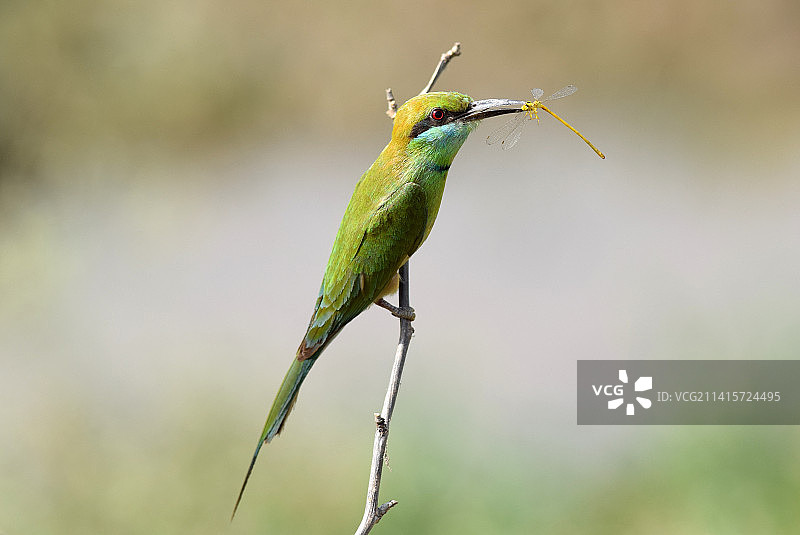 印度昌迪加尔植物上的蜜蜂特写图片素材
