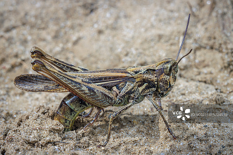 俄罗斯克拉斯诺达尔边疆区伊尔斯基附近岩石上的昆虫特写图片素材