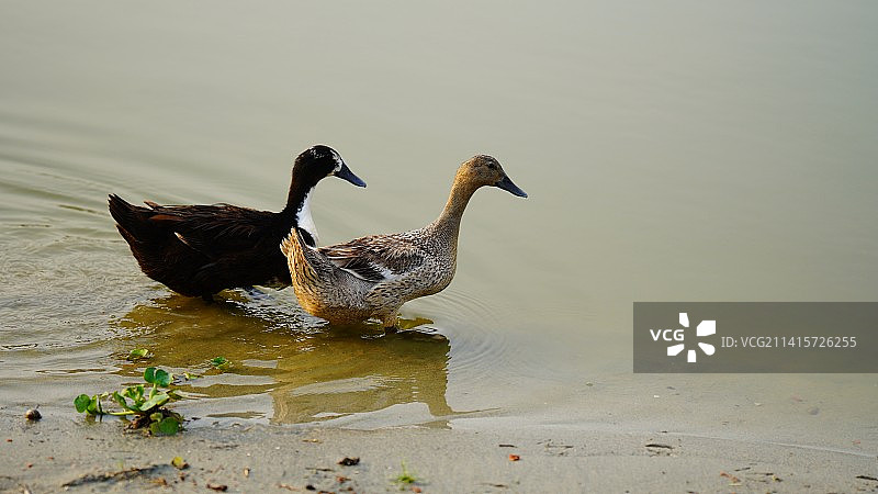 池塘里的绿头鸭妈妈和绿头鸭宝宝图片素材