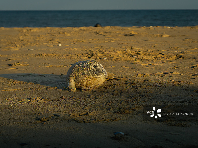 英国大雅茅斯亨姆斯比海滩沙滩上的螃蟹特写图片素材