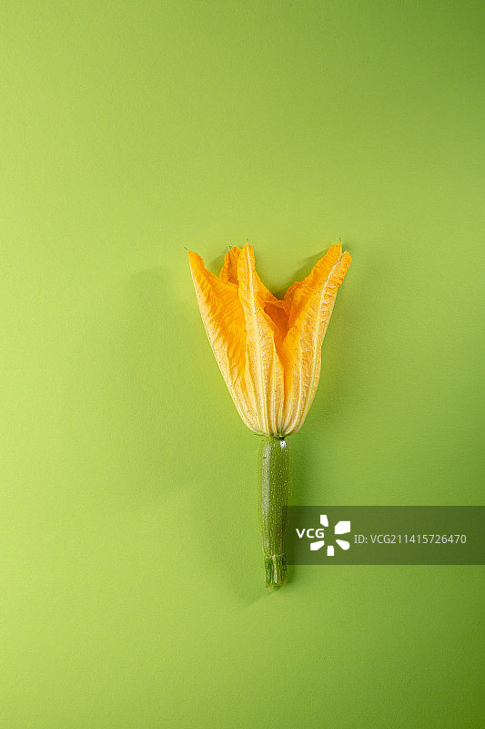 乌克兰黄色背景鲜花特写图片素材