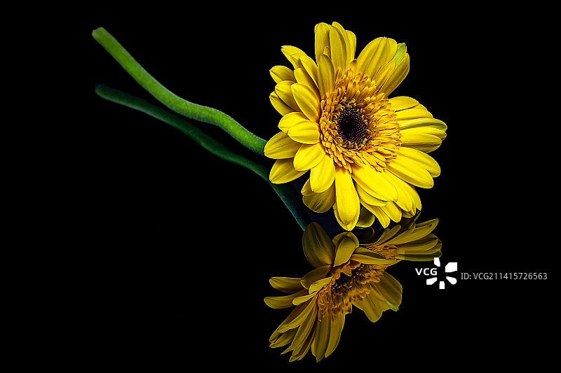 英国黑色背景下的黄色花朵特写图片素材