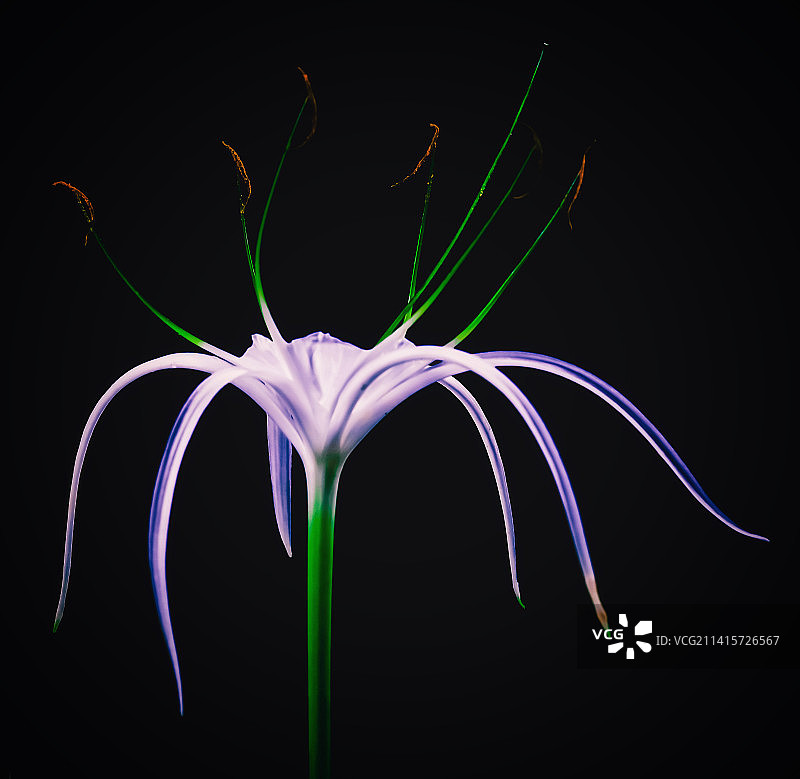 花朵特写，黑色背景，印度中央邦皮塔哈拉图片素材