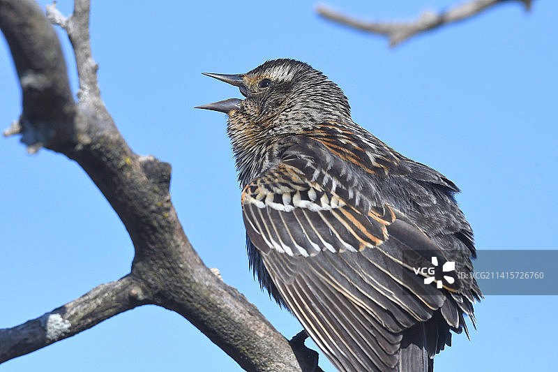 低角度视角：歌雀栖息在美国蒙特罗斯角鸟类保护区的树枝上，背景是晴朗的蓝天图片素材