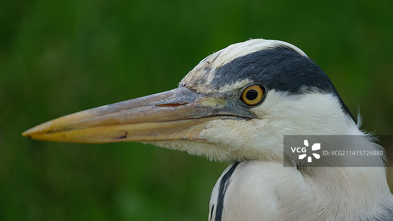 苍鹭特写图片素材