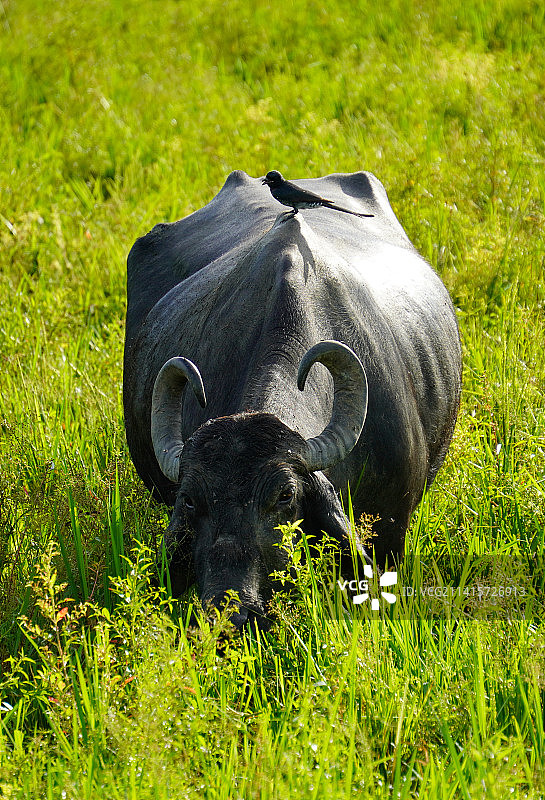 田野上水牛的特写镜头图片素材