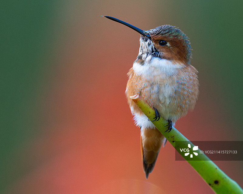 蜂鸟栖息在植物上的特写，美国加利福尼亚州圣巴巴拉图片素材