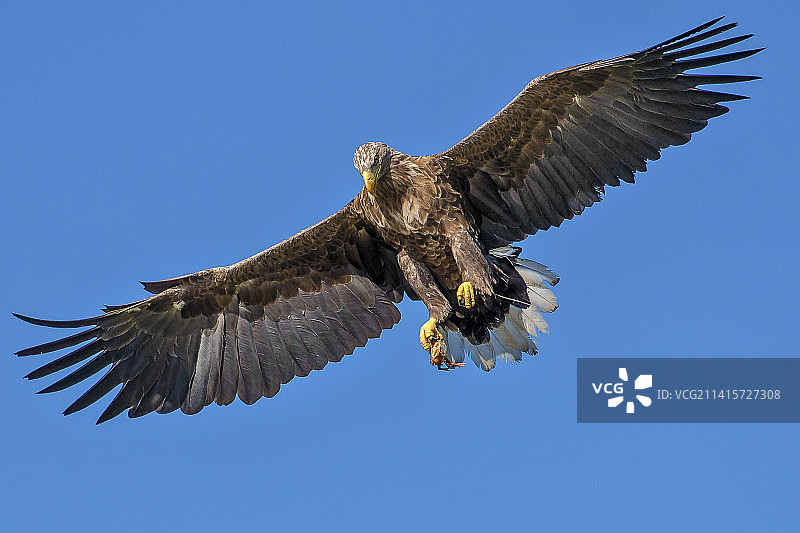 白色鸟类飞行于印度尼西亚的蓝天，低角度拍摄图片素材