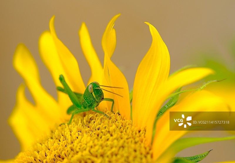 黄色花朵上昆虫的特写，印度尼西亚图片素材