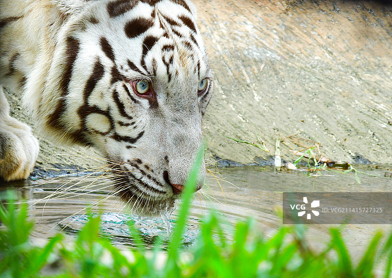 在印度湖中游泳的白虎特写图片素材