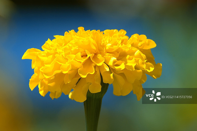 万寿菊特写图片素材