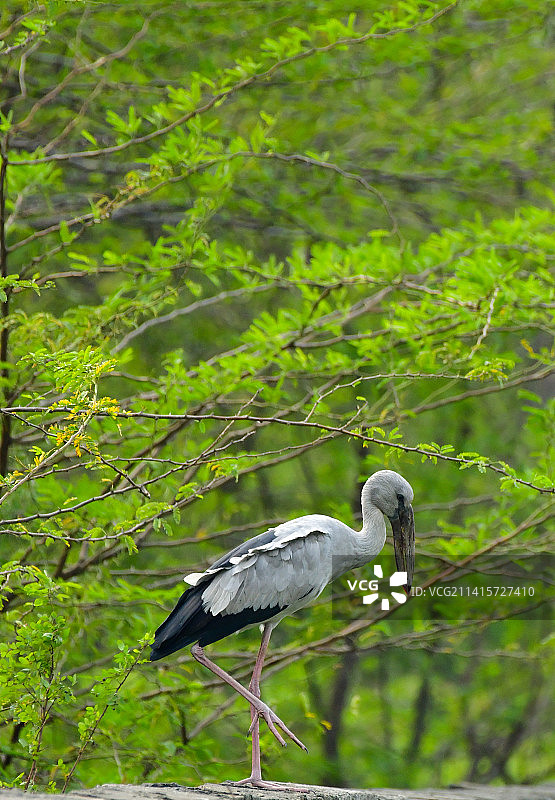 栖息在树枝上的鹳鸟侧面图，印度图片素材
