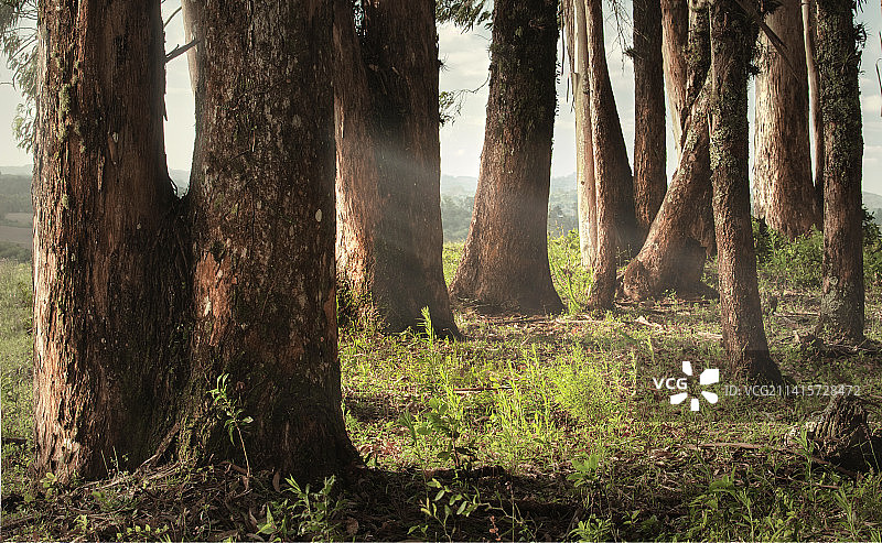 巴西蒙特博尼图的森林树木图片素材
