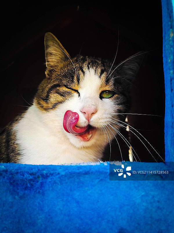 猫的特写肖像图片素材