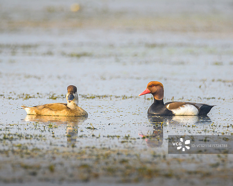 湖中游泳的鸭子特写，普尔巴斯塔利，西孟加拉邦，印度图片素材