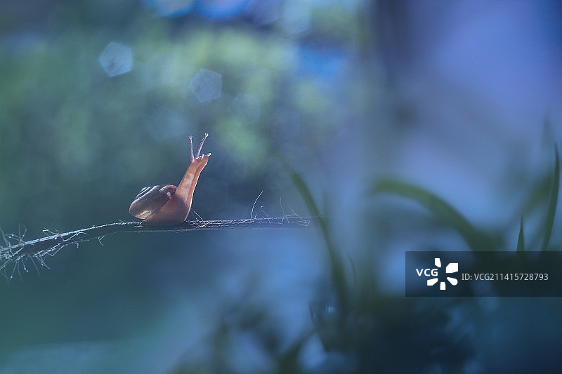 蜗牛在植物上的特写图片素材