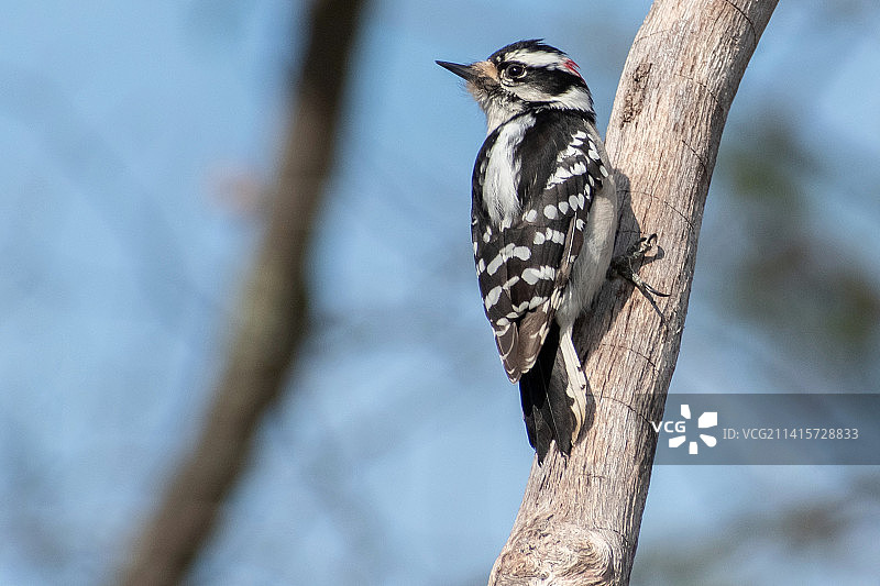 啄木鸟栖息树枝特写，美国新罕布什尔州图片素材