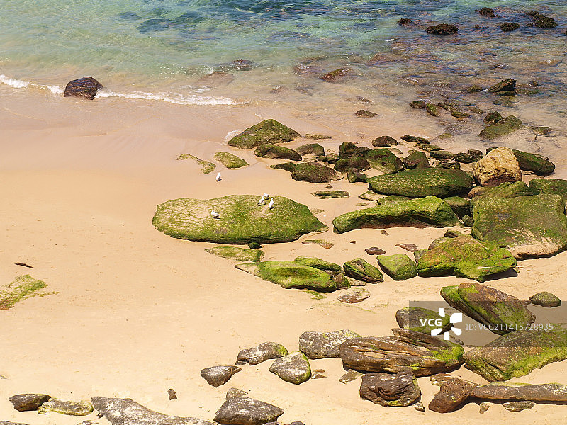 澳大利亚邦迪海滩前景中被鲜绿色藻类覆盖的岩石，新南威尔士州图片素材