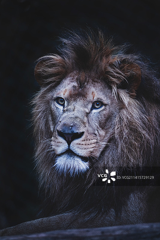 狮子肖像，捷克图片素材