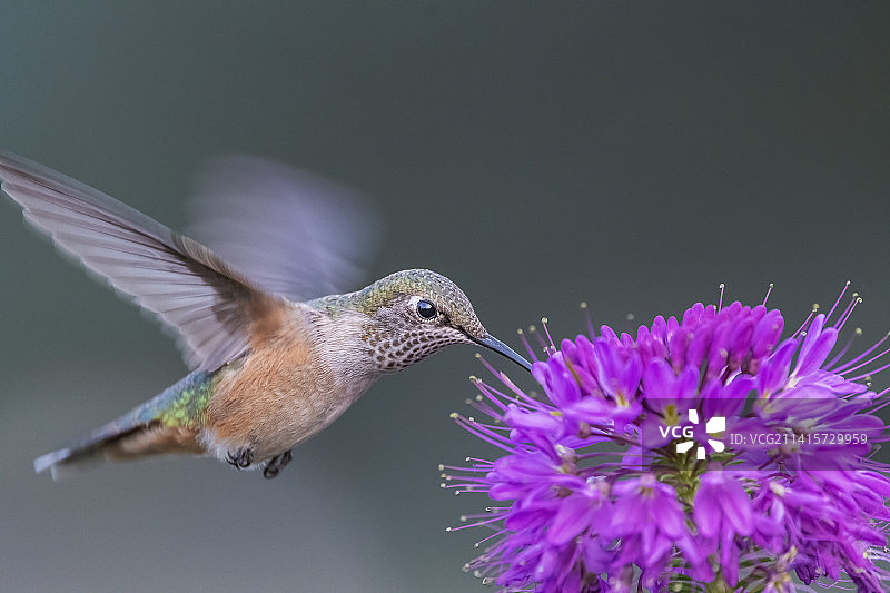 特写：棕煌蜂鸟飞过美国科罗拉多州的粉色花朵图片素材