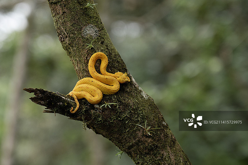 黄色树干特写，哥斯达黎加图片素材