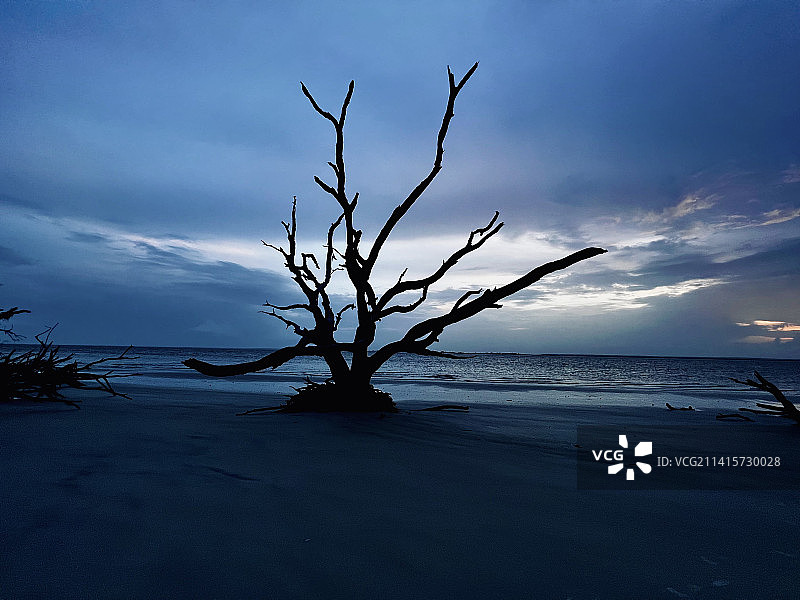 佐治亚州格林县海边天空下的裸树轮廓图片素材