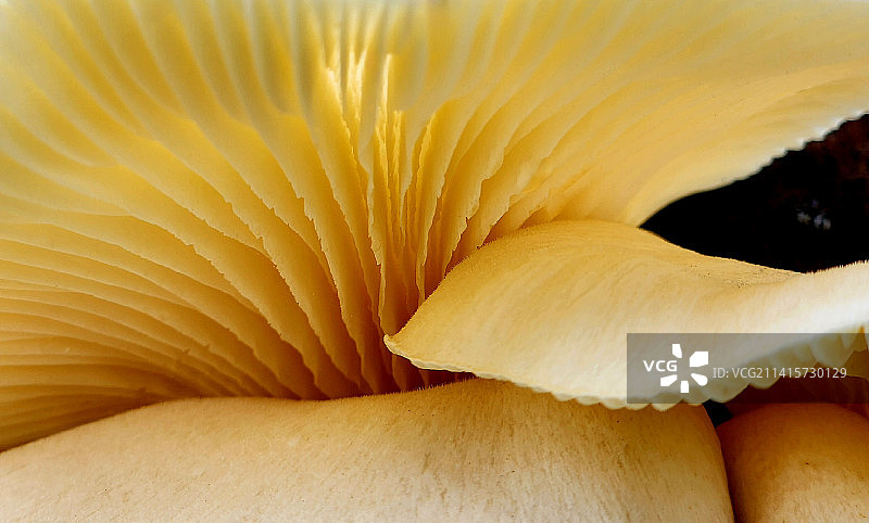 蘑菇特写图片素材