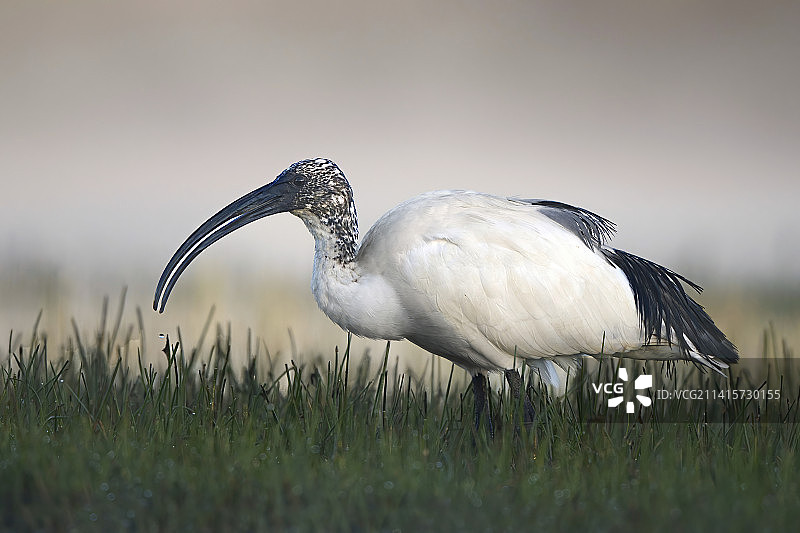 朱鹭栖息在意大利佛罗伦萨塞斯托菲奥伦蒂诺的草地上特写图片素材