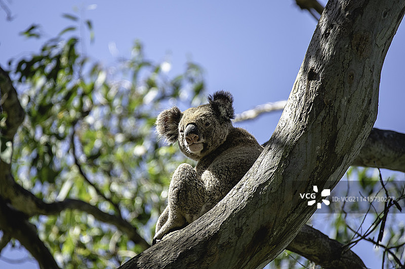 澳大利亚昆士兰阳光下的考拉图片素材