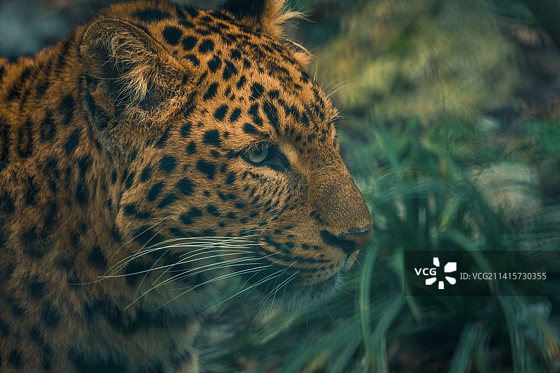 猎豹在原野上的特写镜头图片素材