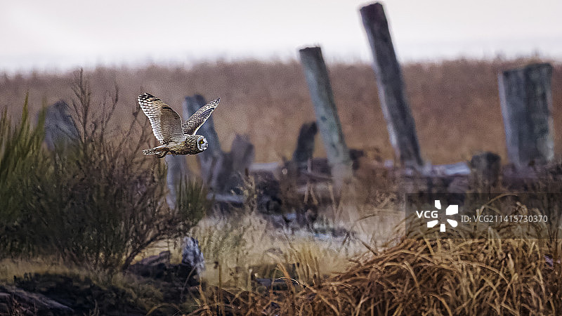 特写：猫头鹰飞越加拿大斯特金滩自然保护区图片素材