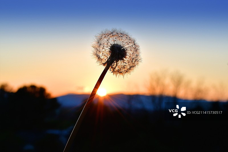 日落时分天空下的蒲公英特写，美国图片素材