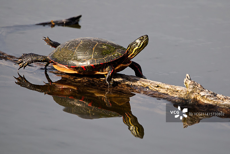 红耳龟在湖中游泳的特写，美国翡翠保护区公园图片素材