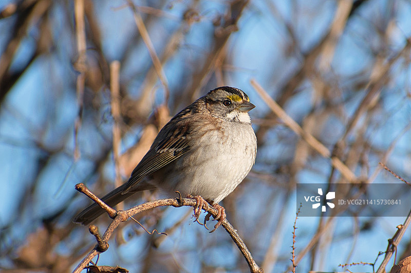 松雀栖息在树枝上的特写镜头图片素材