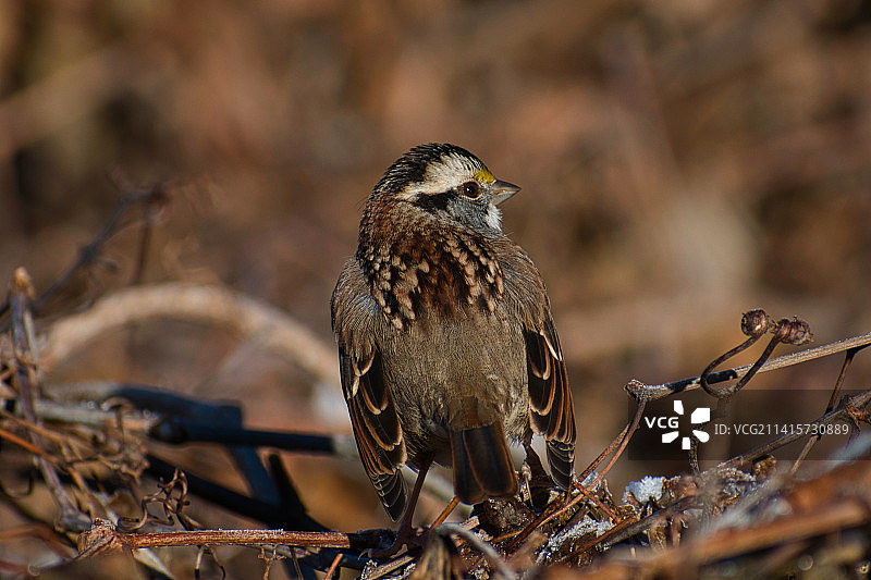 歌带鹀栖息在树枝上，美国新泽西州近景照片图片素材