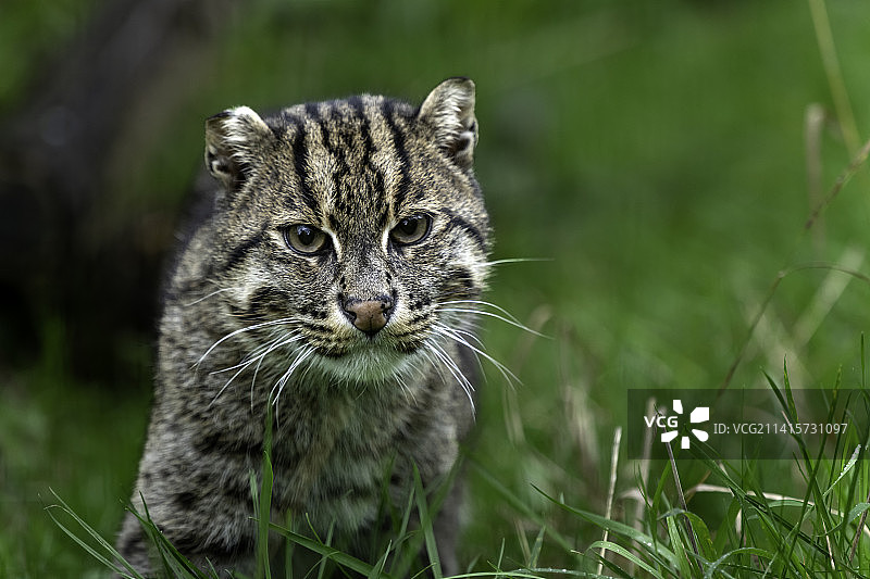 英国阿什福德斯马登渔猫特写图片素材