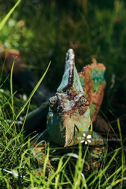 坐着的绿色变色龙图片素材