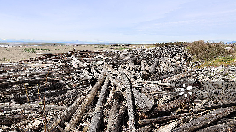 加拿大不列颠哥伦比亚海滩上的浮木图片素材
