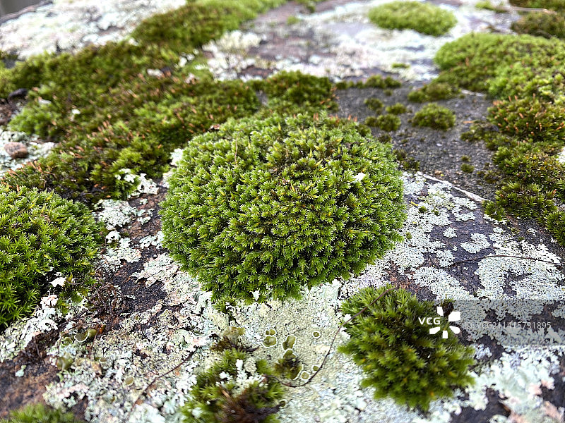 美国马萨诸塞州沃尔瑟姆岩石上生长的苔藓高角度视图图片素材