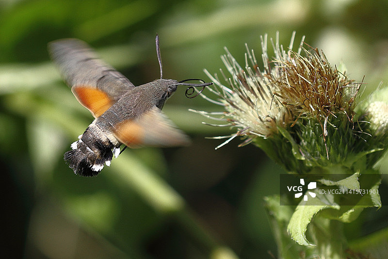 蝴蝶在花上采蜜特写，德国洛尔希图片素材