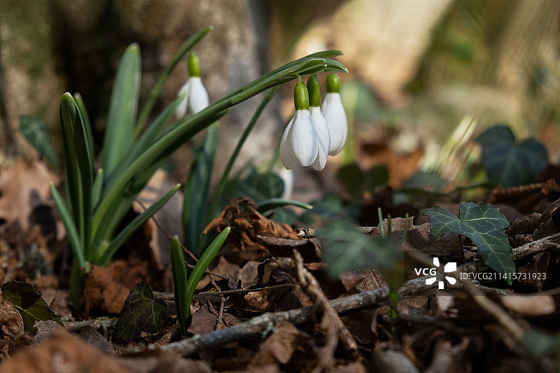 田野上的白色植物特写，俄罗斯图片素材