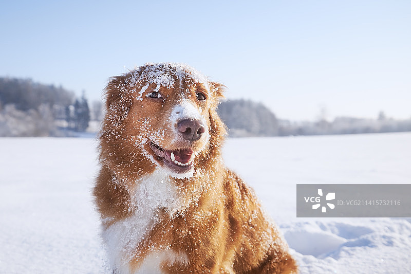 捷克共和国深雪中快乐的狗图片素材